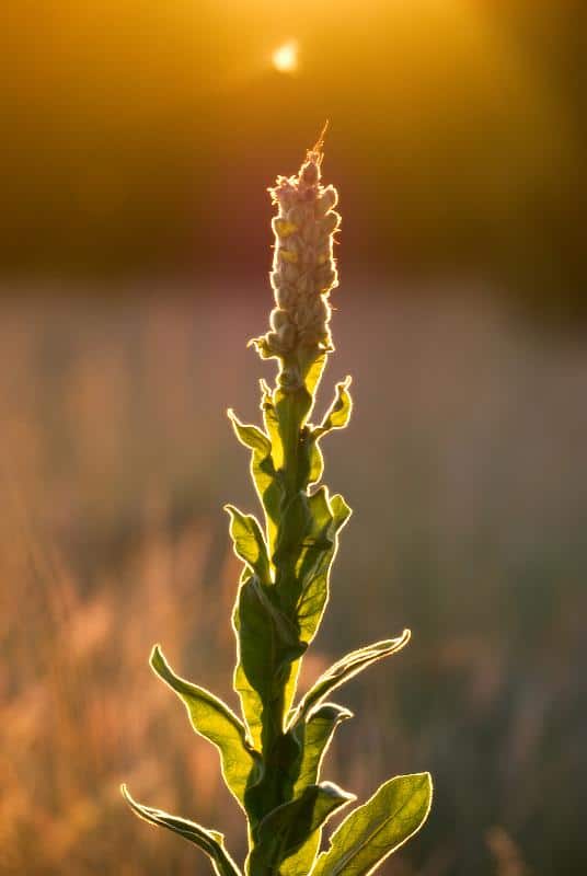 a tall mullein plant with mullein flower stalk in bloom with yellow flowers lit by sunset