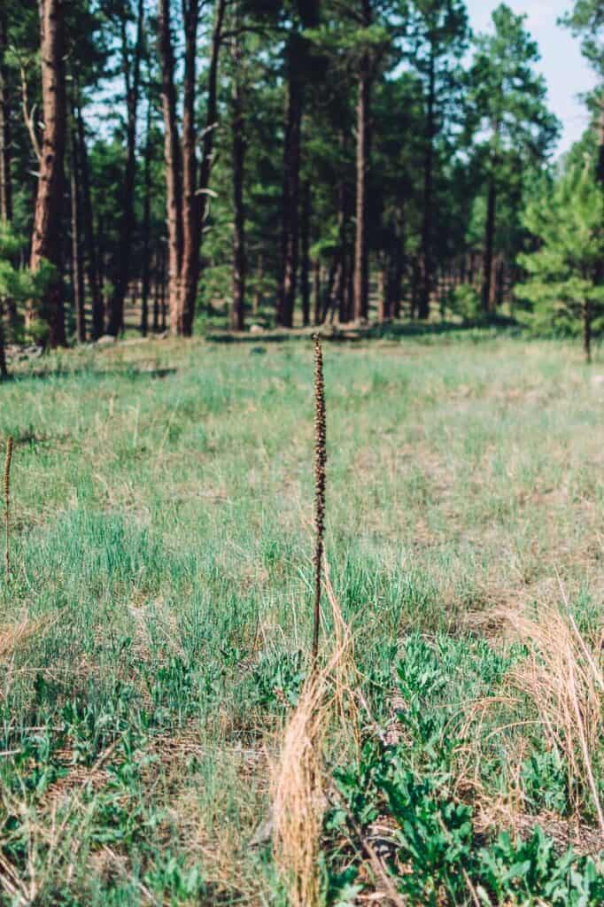 mullein flower stalks torches growing in a green forest meadow