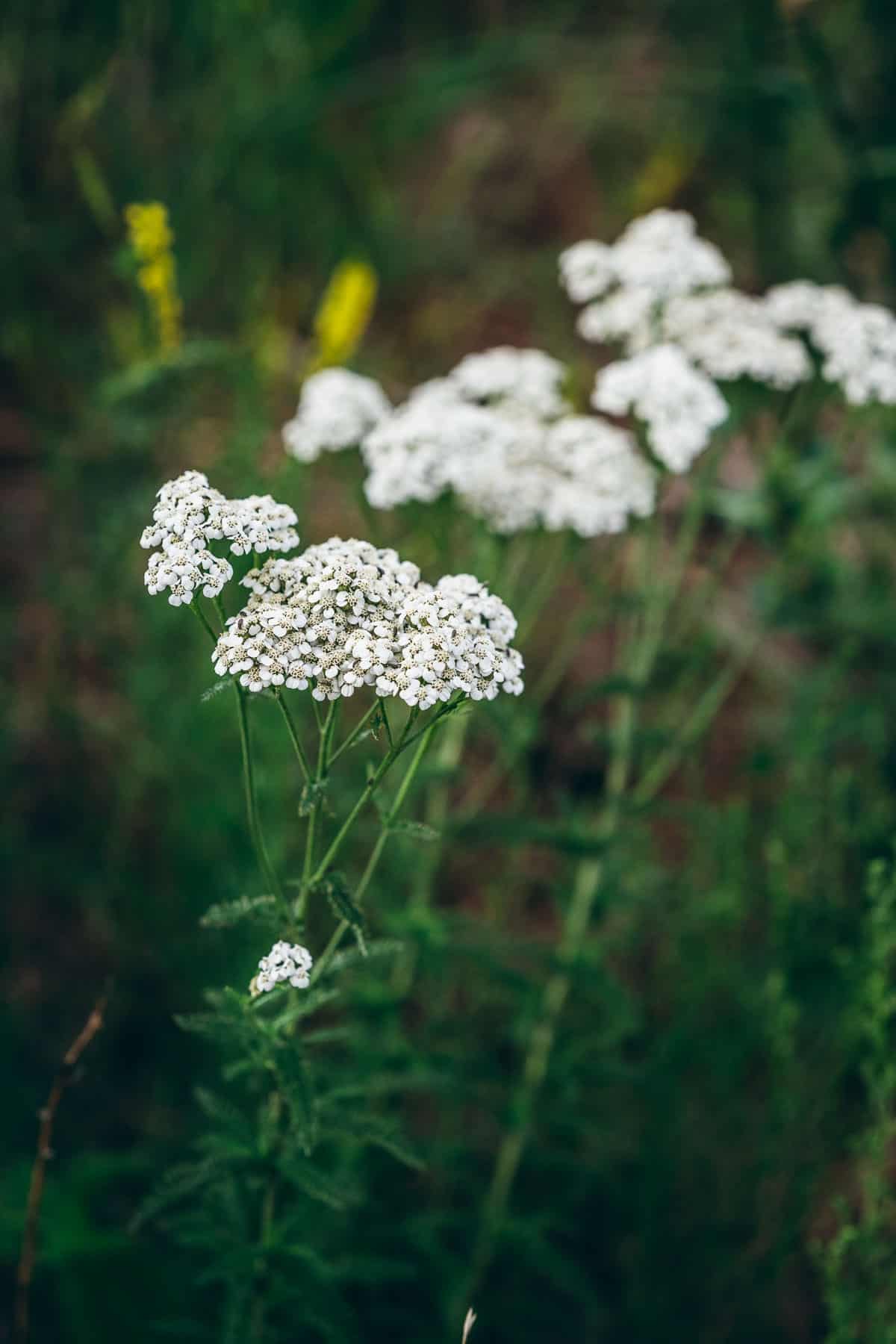 foraging yarrow