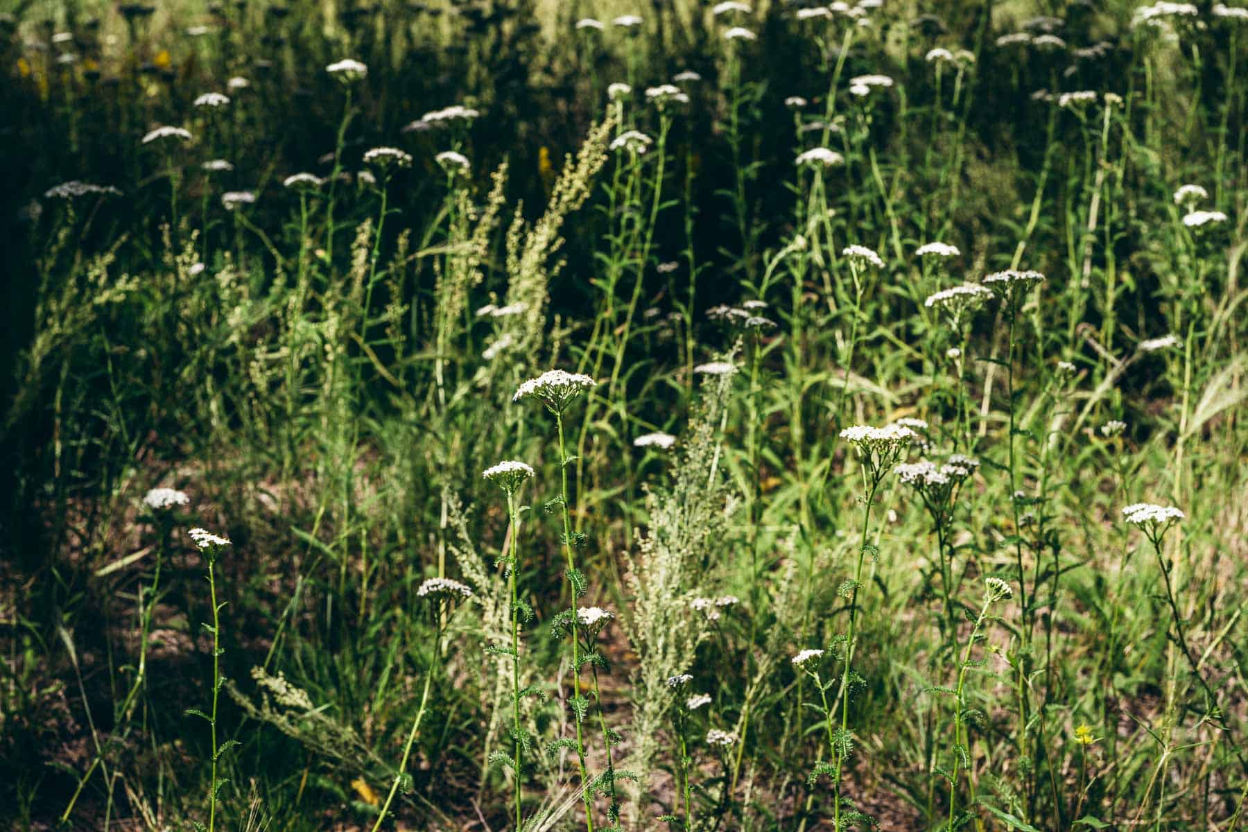 yarrow growing in northern arizona