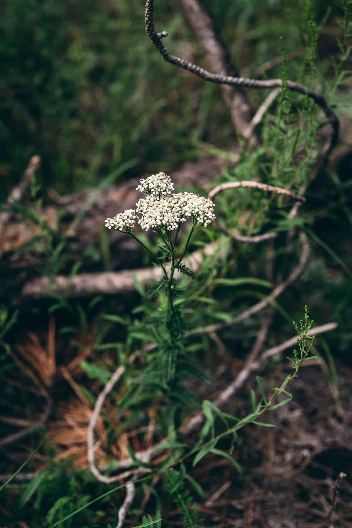 yarrow growing in a forest