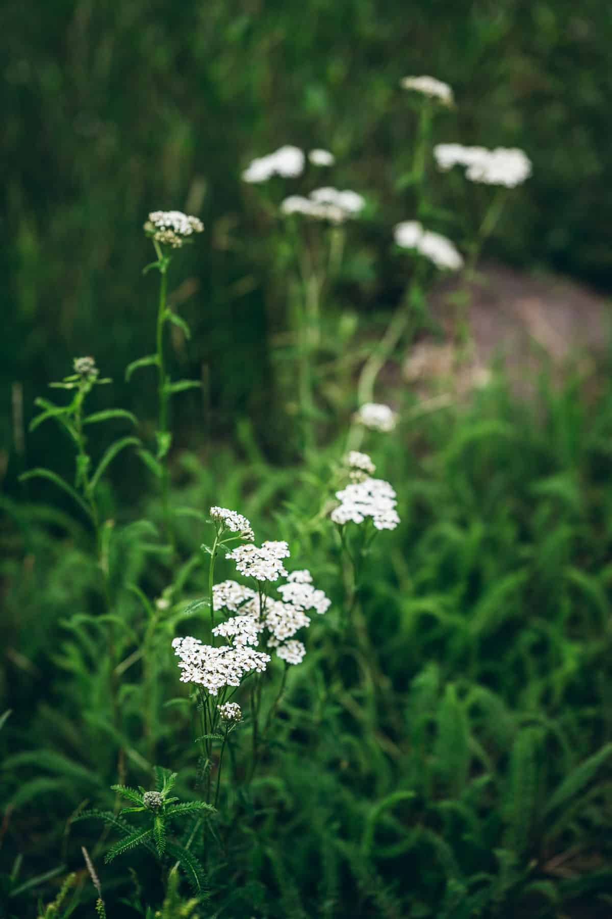 yarrow benefits