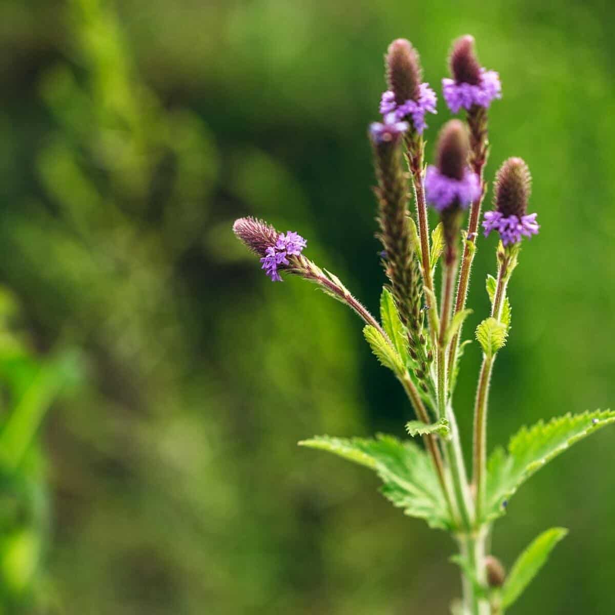 blue vervain