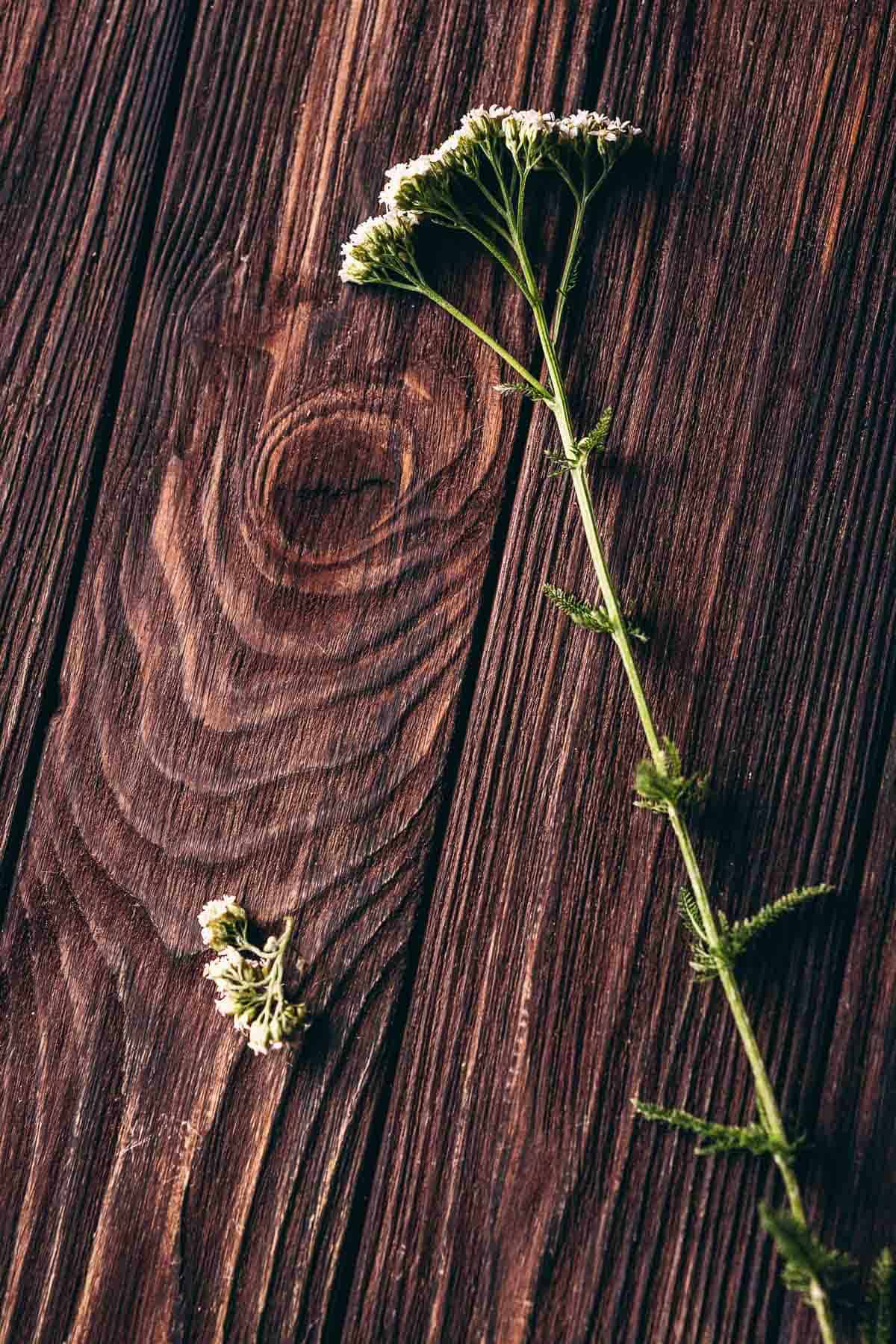 A fresh yarrow plant resting on a dark wooden table.