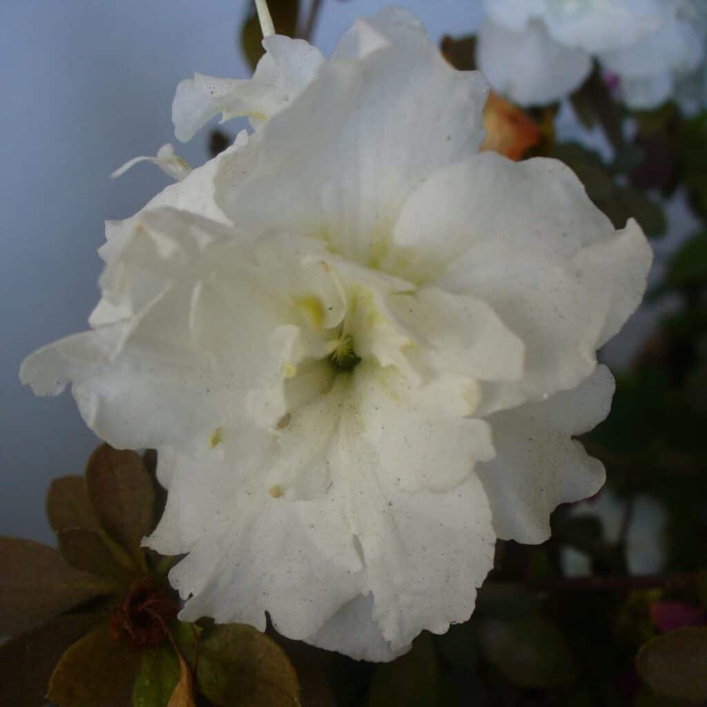 Types of Edible Roses and How to Use Them • Schisandra & Bergamot