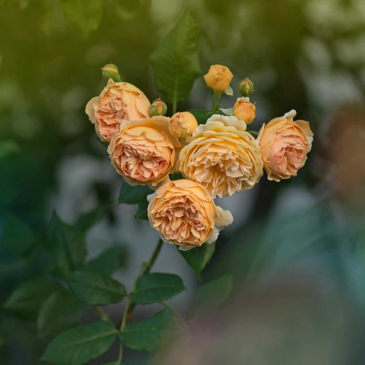 Culinary Rose Buds