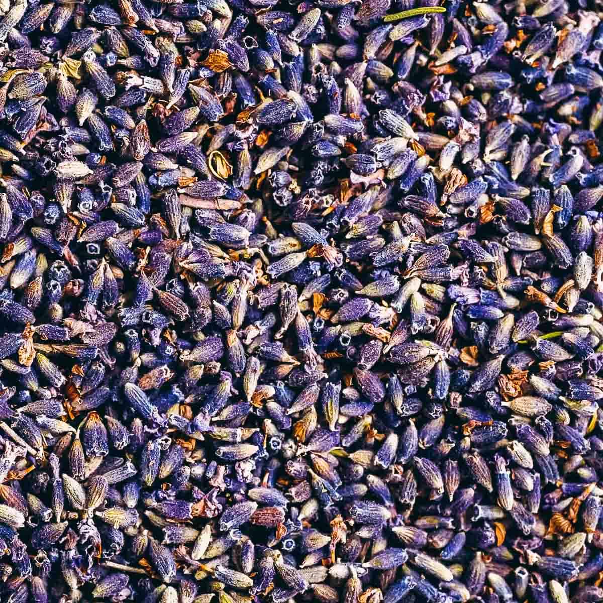 A close macro shot of dried purple lavender flowers.