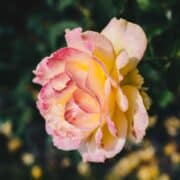 Types of Edible Roses and How to Use Them • Schisandra & Bergamot