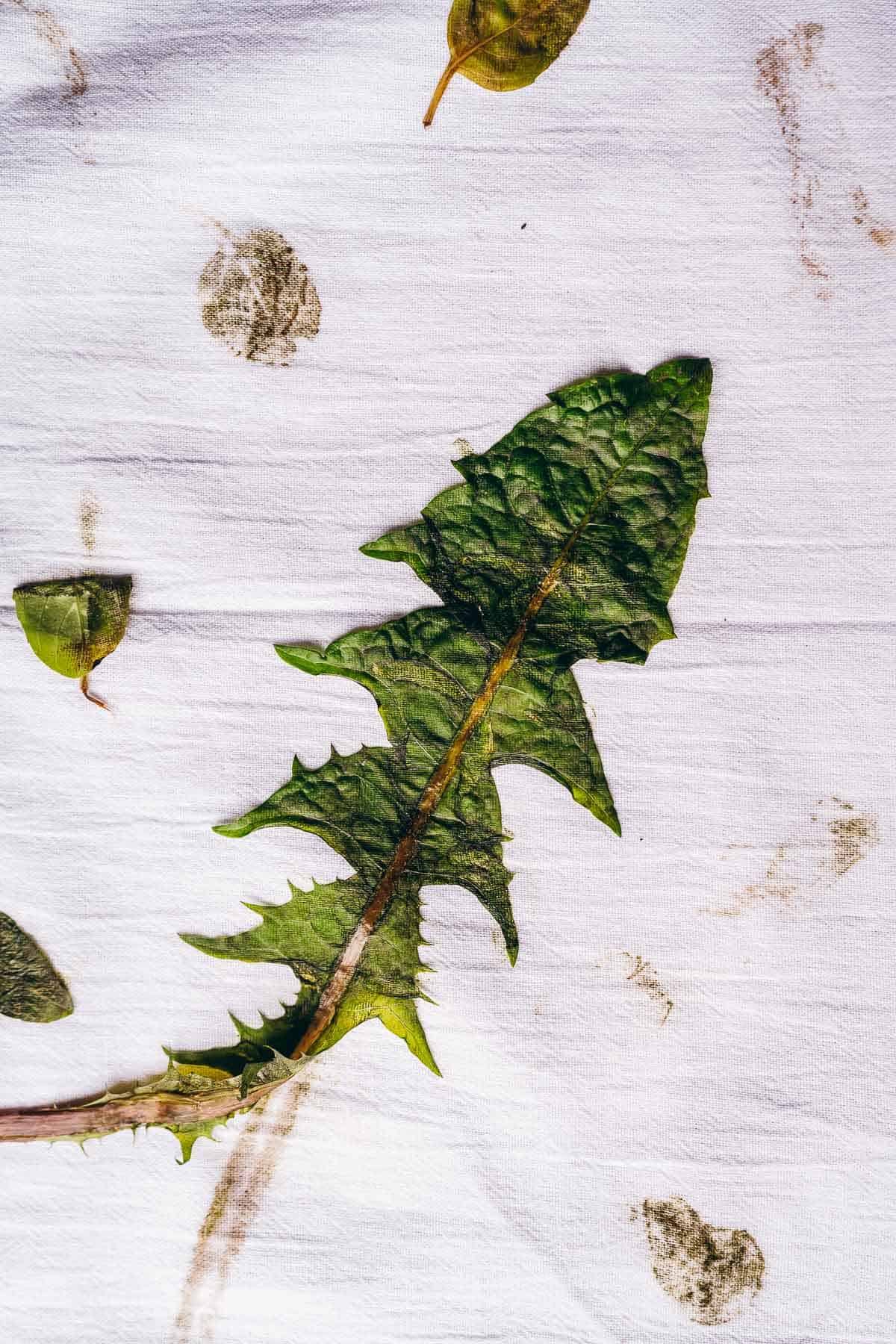 A large green leaf smushed into white fabric.