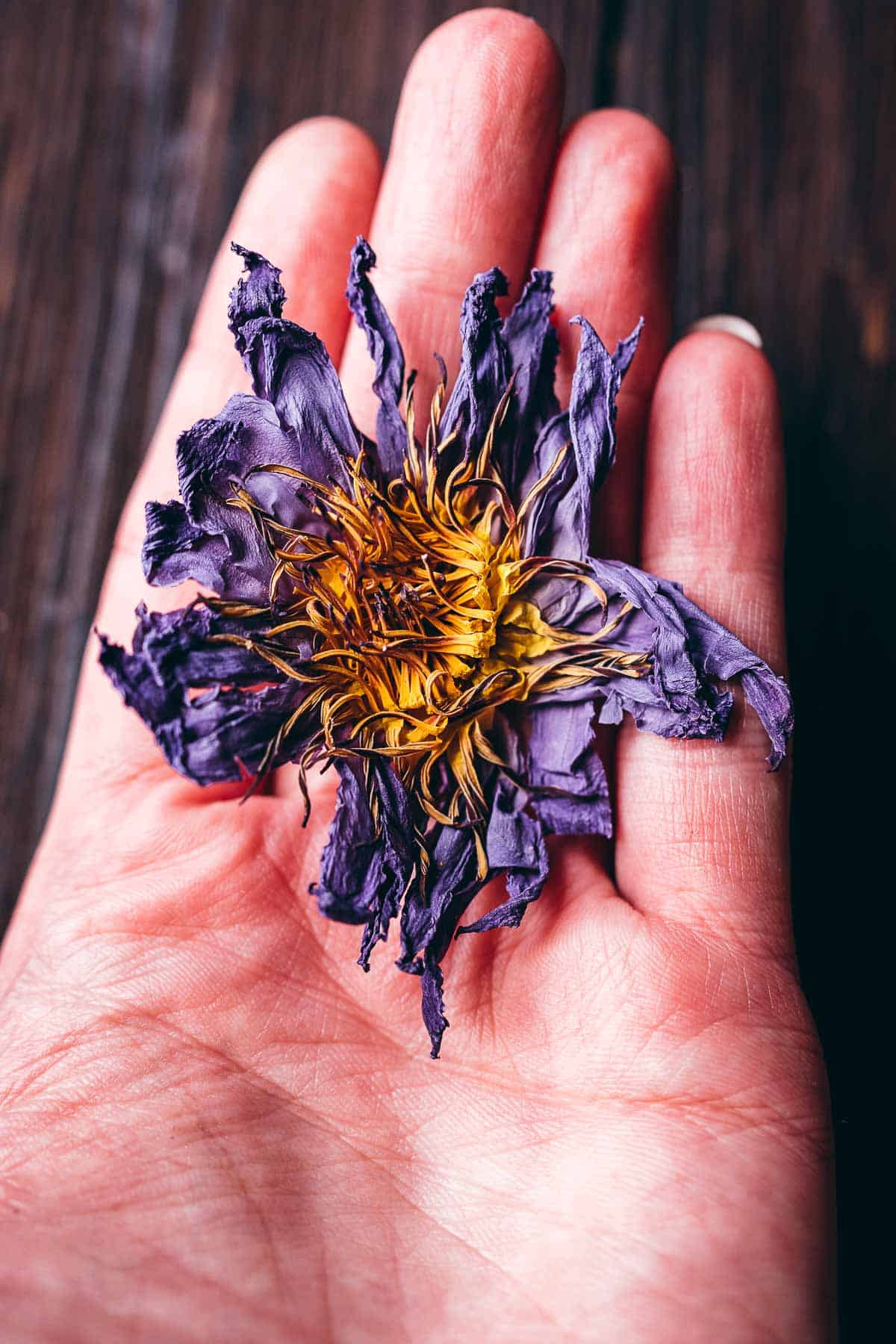 A hand holding a dried Egyptian blue lotus flower.