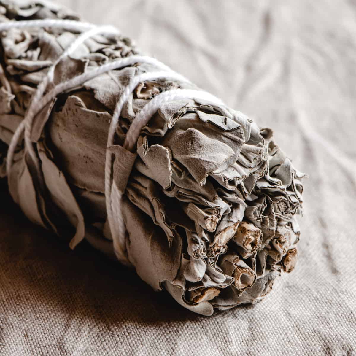 A close macro shot of the tip of a white sage bundle.