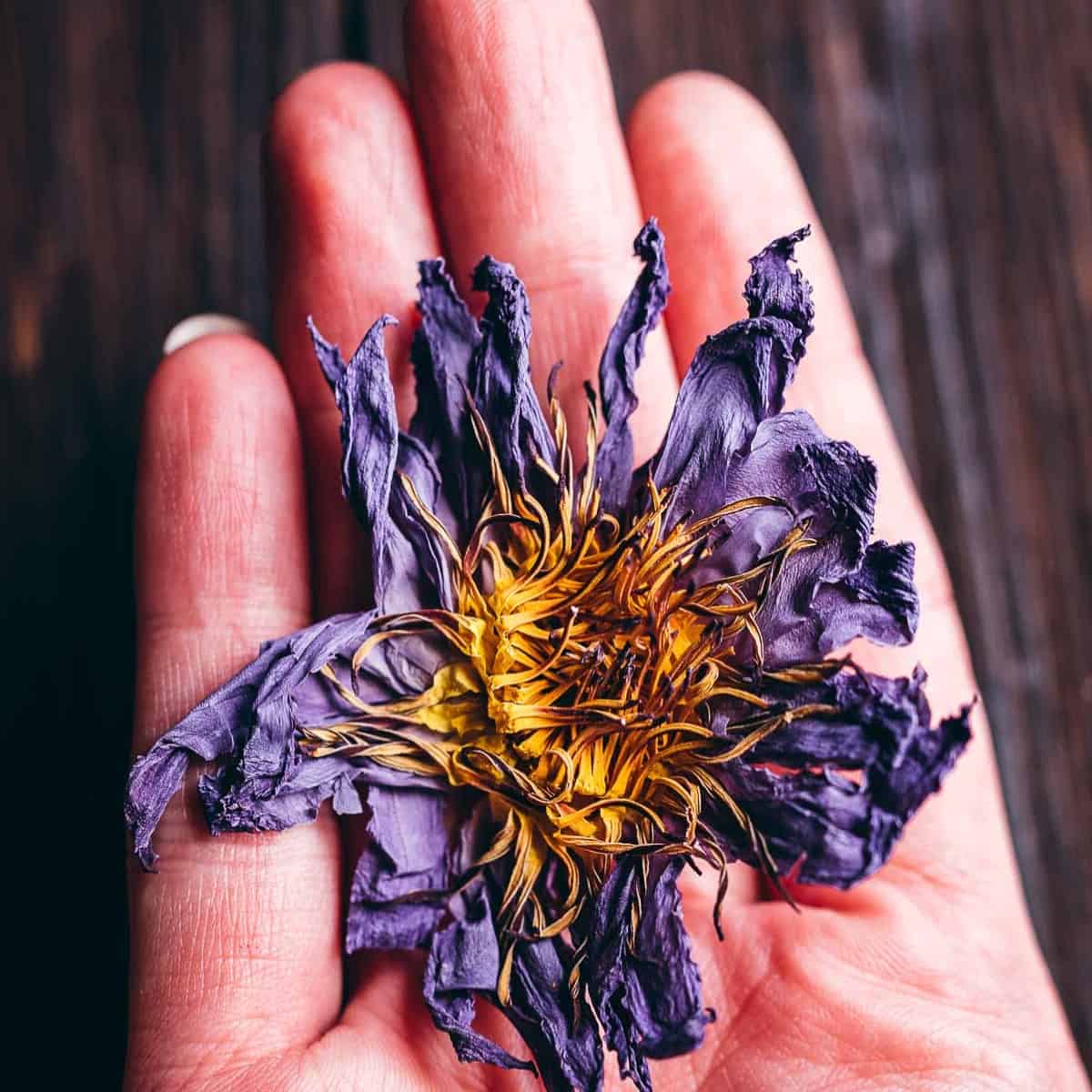 A hand holding a purple dried lotus flower.