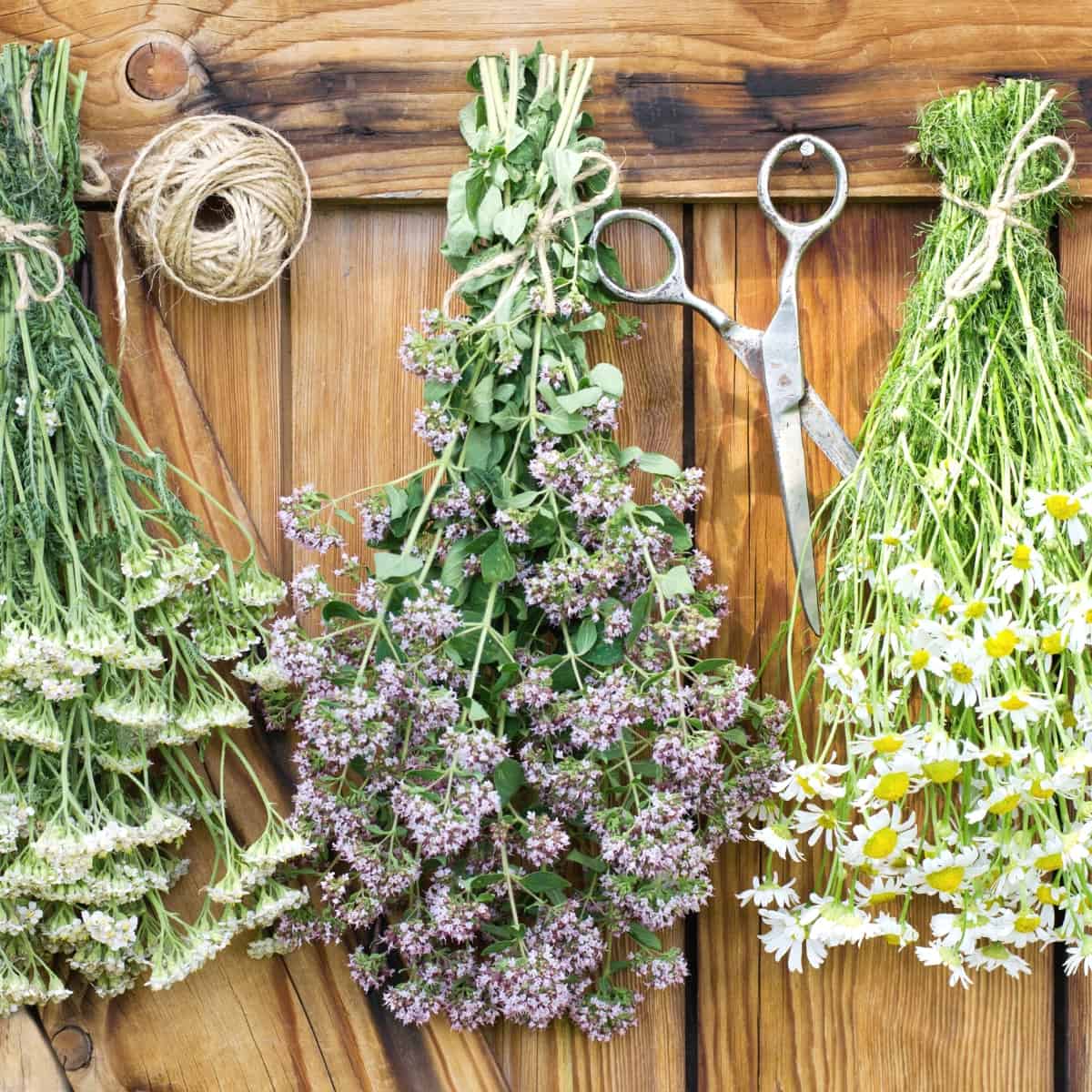 Bundles of fresh herbs hanging upside down preparing for air drying.