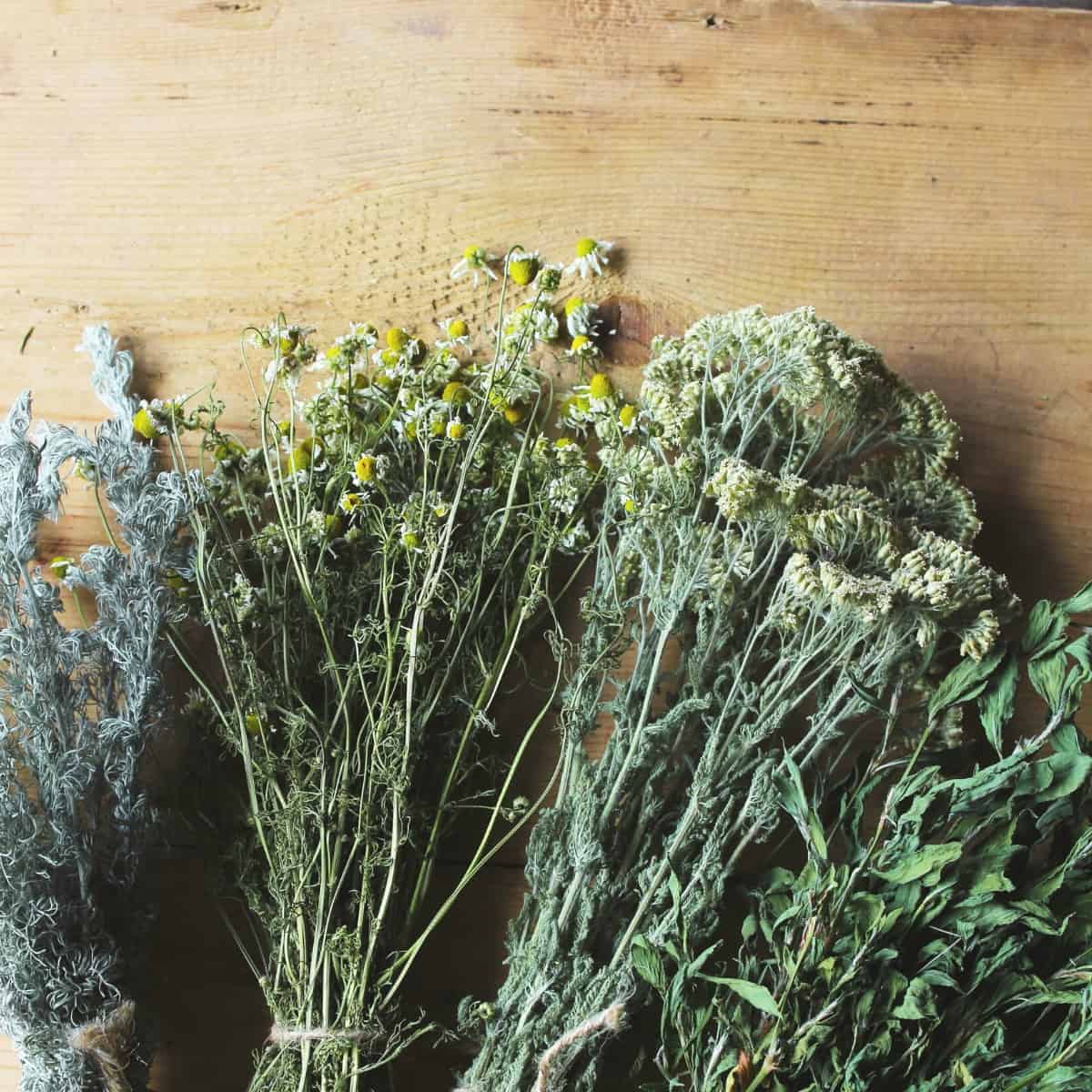 Bundles of dried herbs resting on a wooden table.