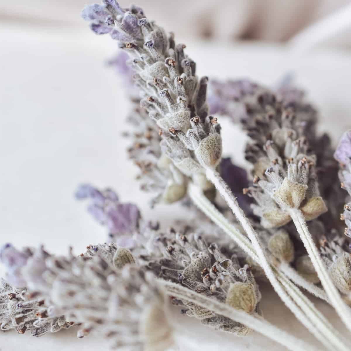 Dried lavender flowers resting in a pile.