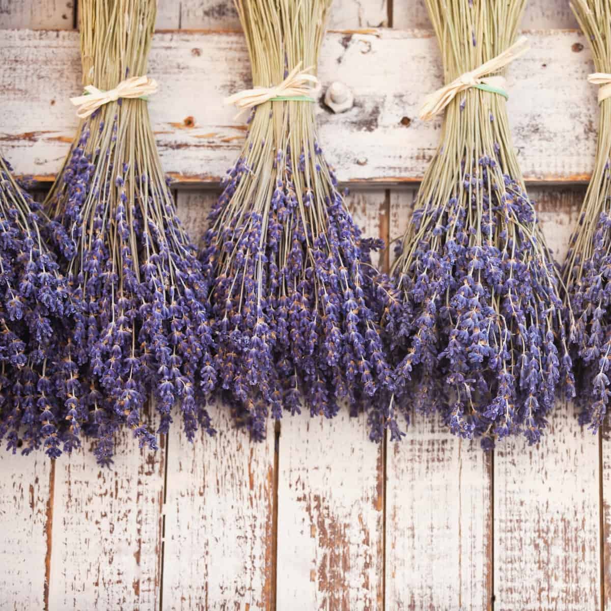 Bundles of dried lavender hanging upside down.