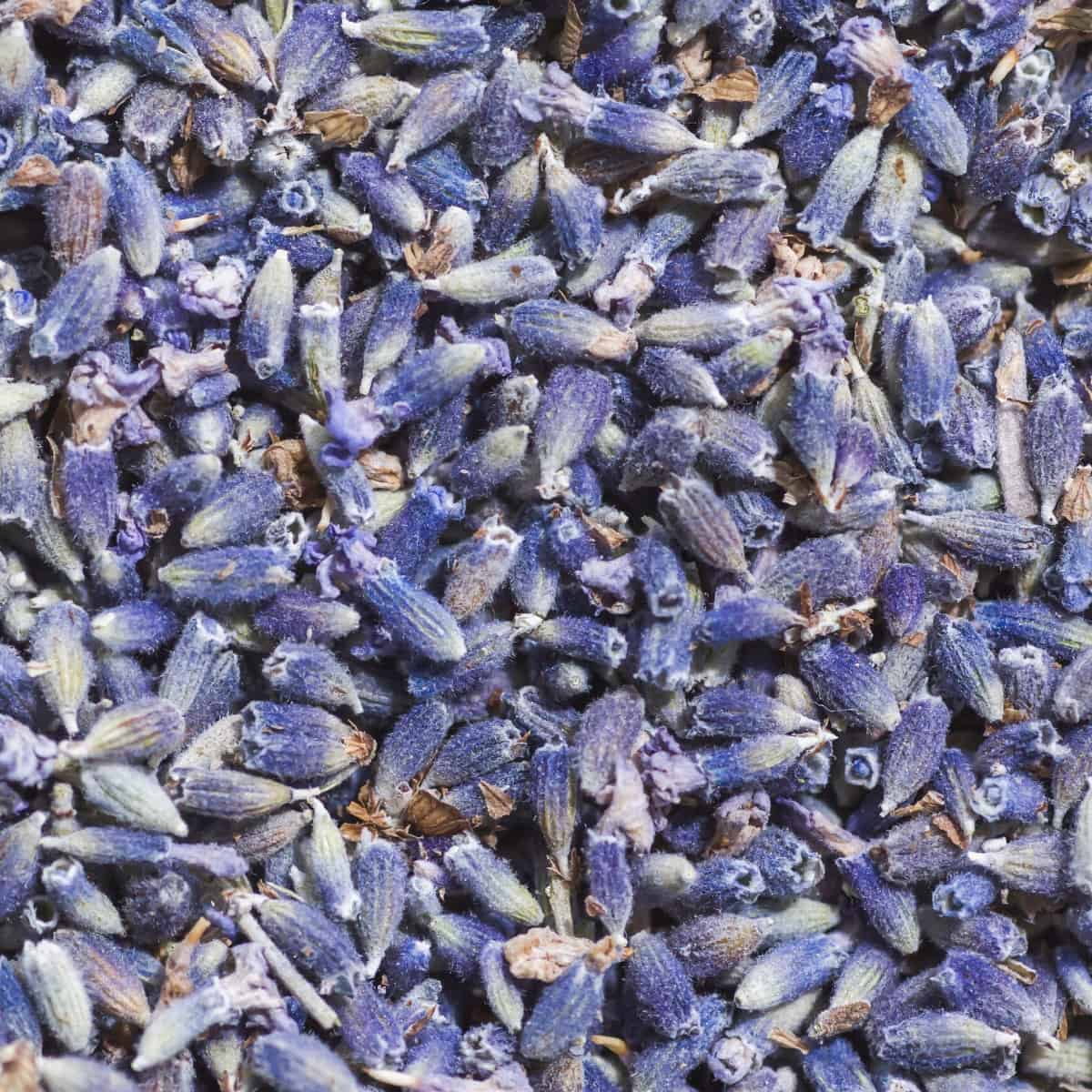 Close shot of dried lavender buds.