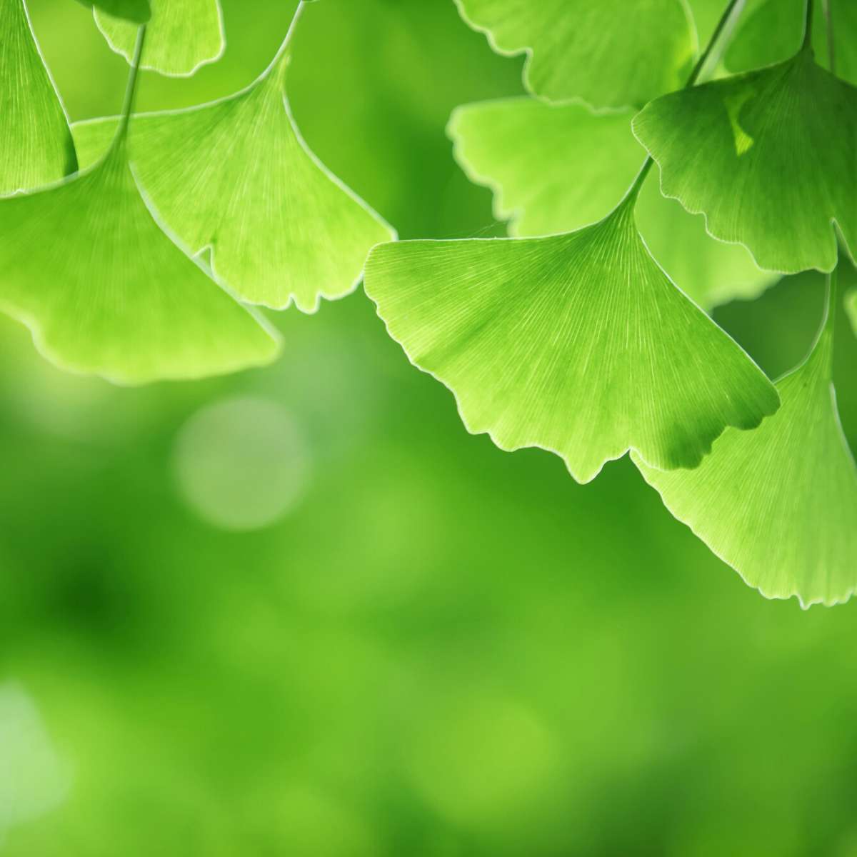 Fresh green ginkgo biloba leaves.