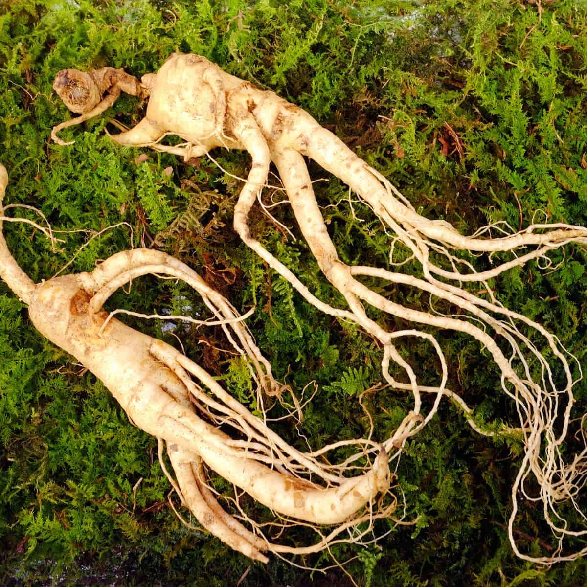 Panax ginseng roots resting on moss.