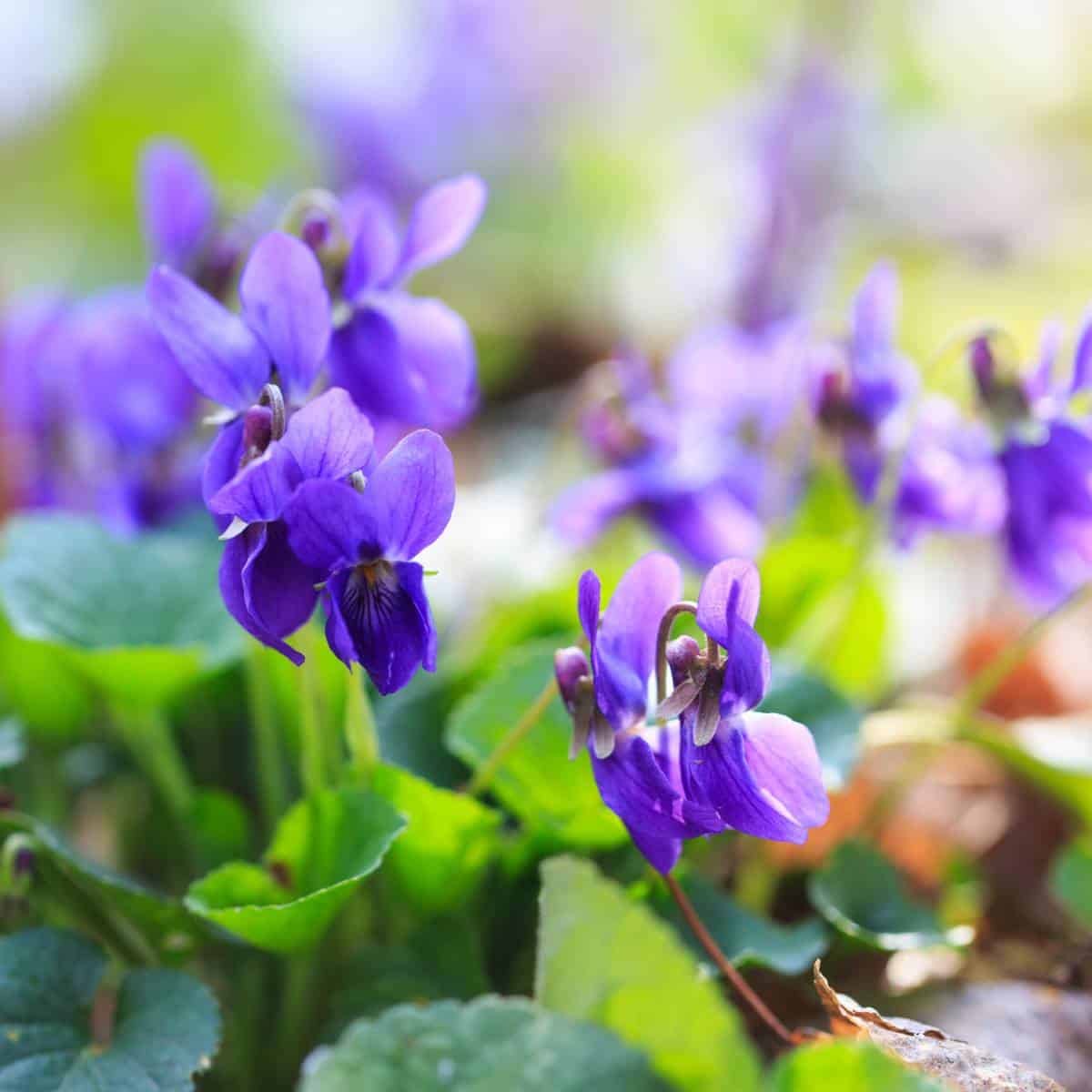 Wild violets blooming in the woods.