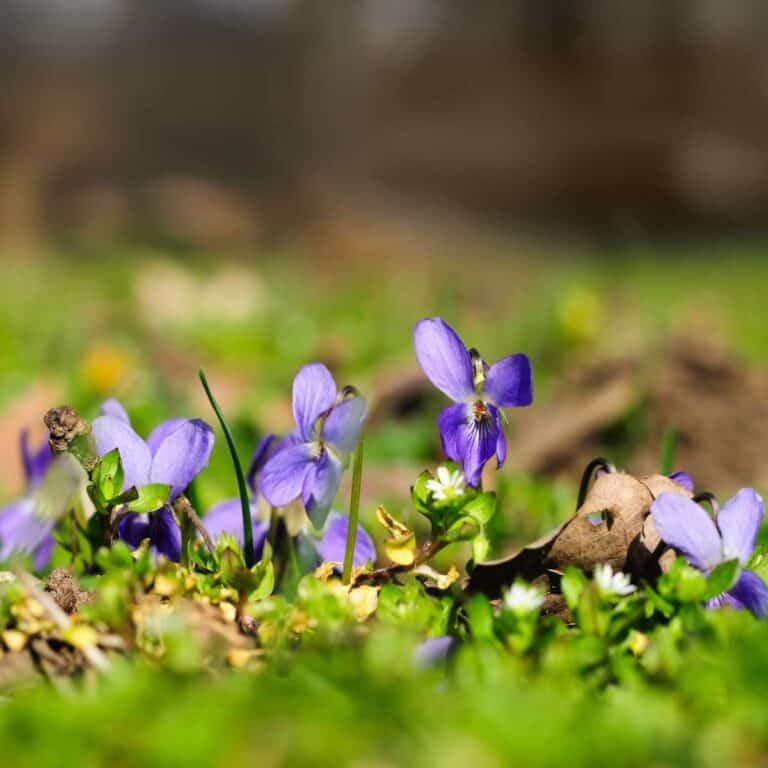 Cultivating Wild Violets: Foraging, Gardening, and Uses • Schisandra ...