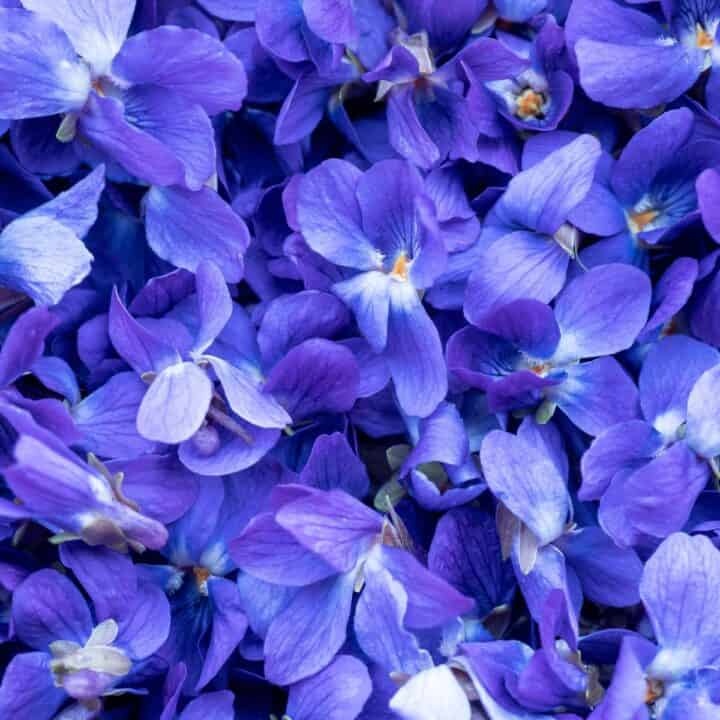 A close up of some wild violets.