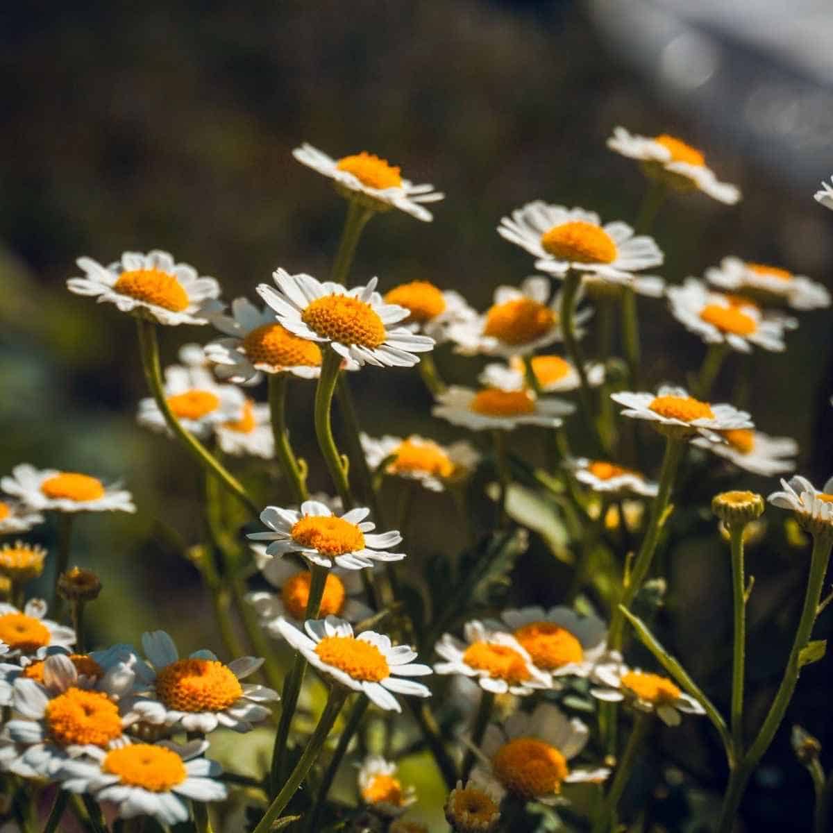 Cluster of white daisies with yellow centers growing outdoors in sunlight, surrounded by green stems and blurred greenery in the background—these cheerful blooms are often found among herbs for prosperity, adding both beauty and positive symbolism to any garden.
