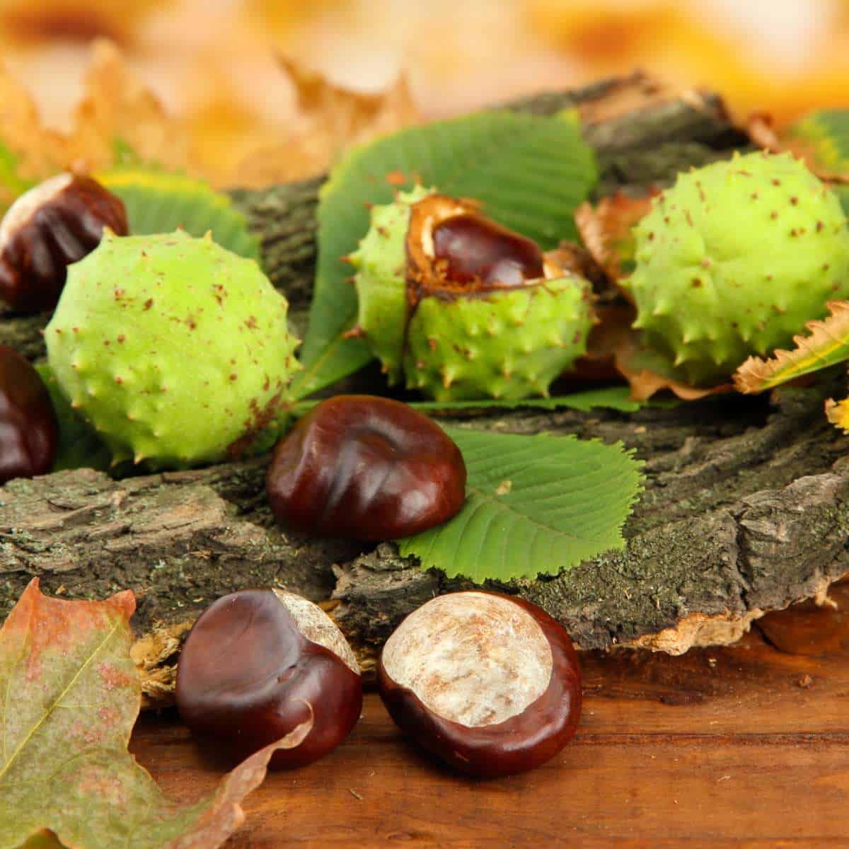 Chestnuts and leaves, symbols of autumn abundance, beautifully arranged on a rustic wooden table.