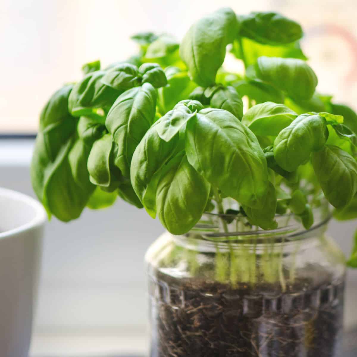 A jar of basil plants, one of the easiest herbs to grow indoors, on a window sill.