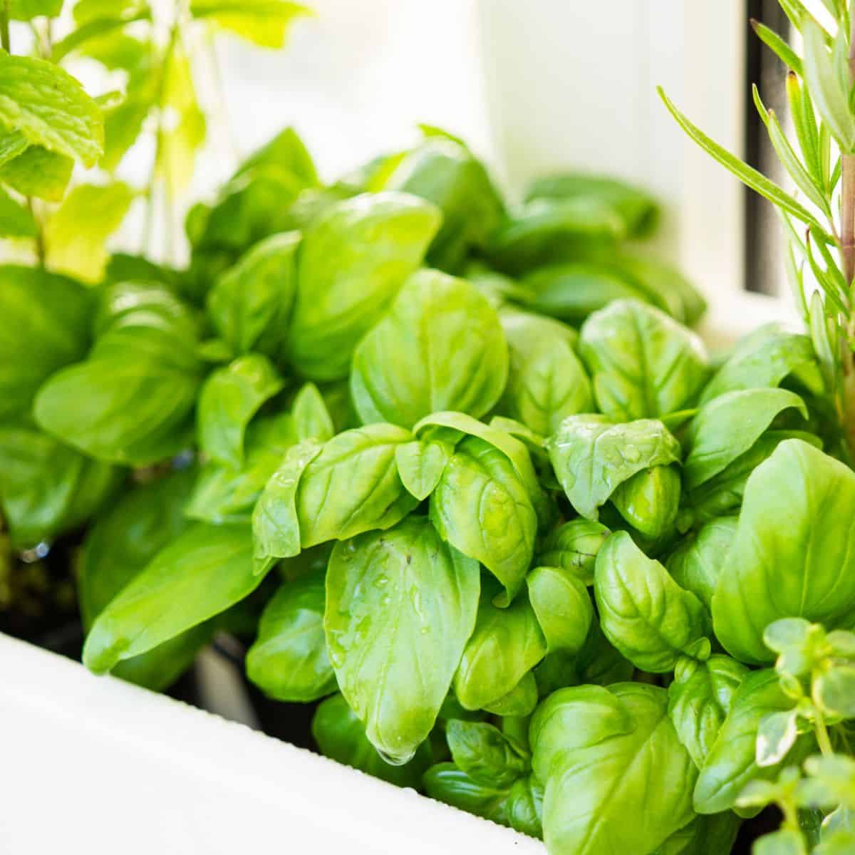 Growing basil plants, one of the easiest herbs to grow indoors, in a window box.