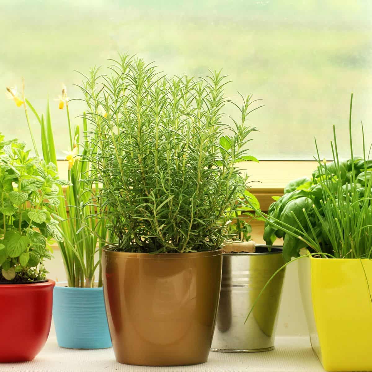 Easiest herbs in pots on a window sill.