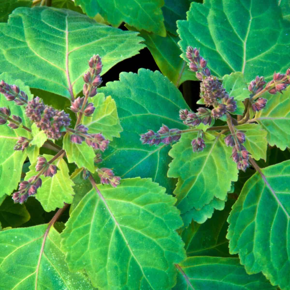 A close up of a plant with green leaves and purple flowers, known for its luck-enhancing properties.