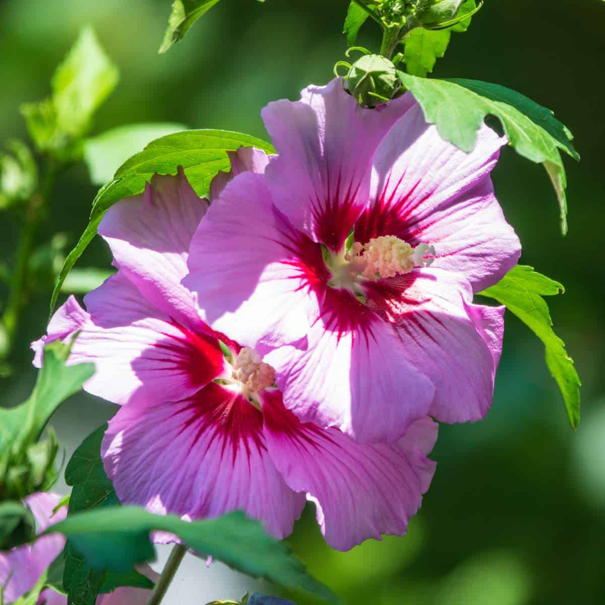 Explore the various types of hibiscus flowers, with their vibrant colors and intricate petal formations. From the showy Hibiscus rosa-sinensis to the delicate Hibiscus