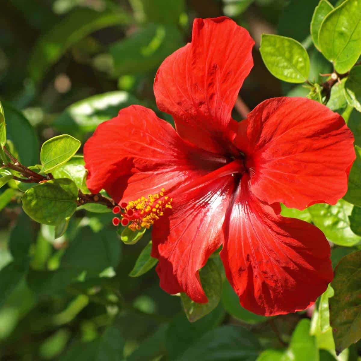 A vibrant red hibiscus flower with green leaves, showcasing one of the many types of hibiscus.