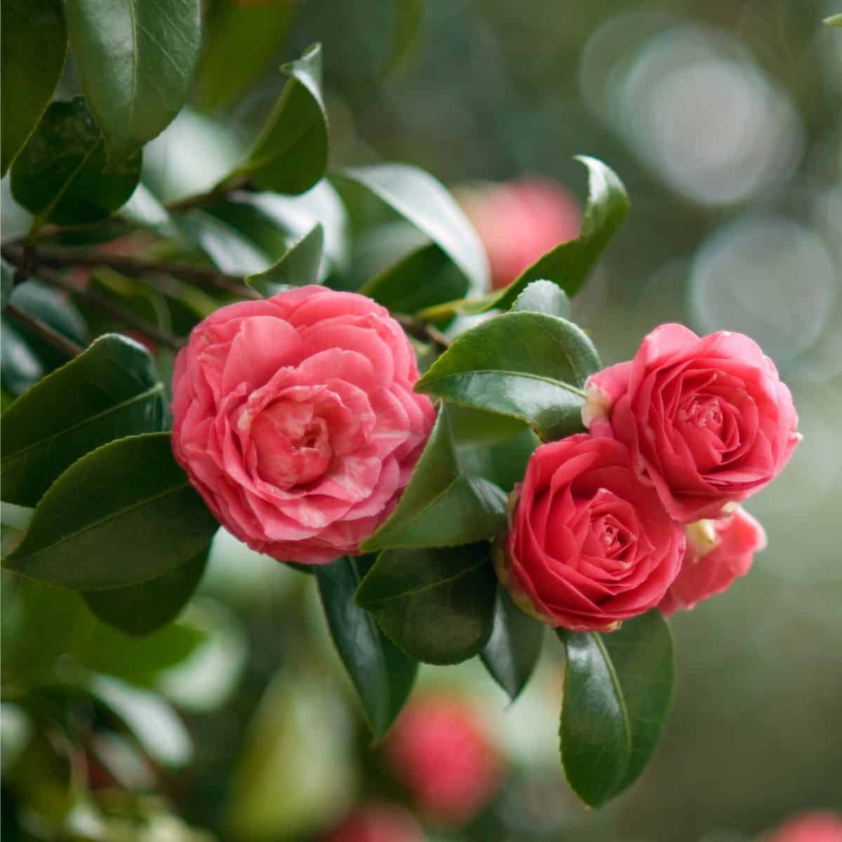 A camellia tree with pink flowers and green leaves.