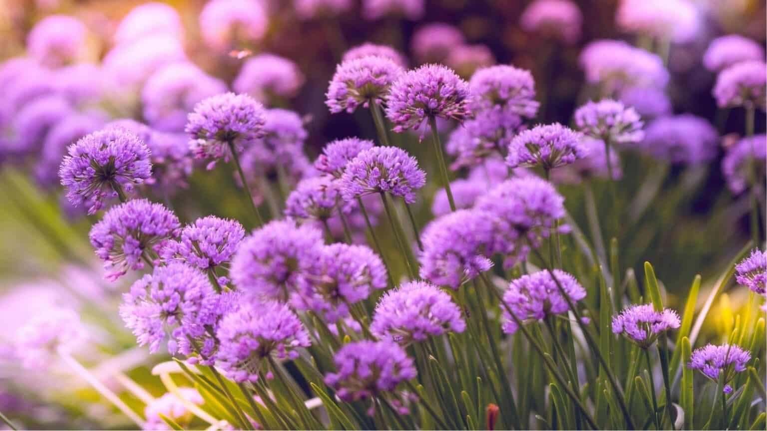 Add Structure and Style with These 13 Architectural Perennials ...