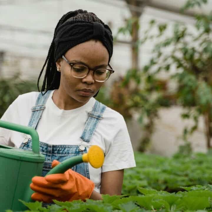 A person wearing glasses, an apron, and orange gloves waters plants with a green watering can in a greenhouse.