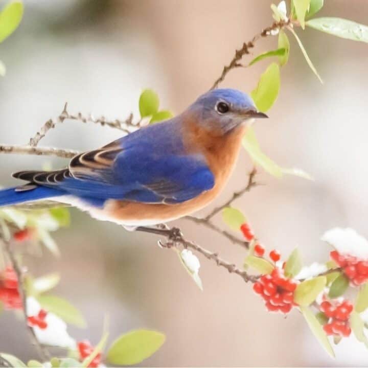 A bluebird perched on a branch with green leaves and red berries, with a blurred background.