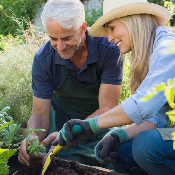 Two people, one with gray hair and the other in a straw hat, tend to plants in a garden. They are dressed in casual clothes and appear focused on their gardening tasks.