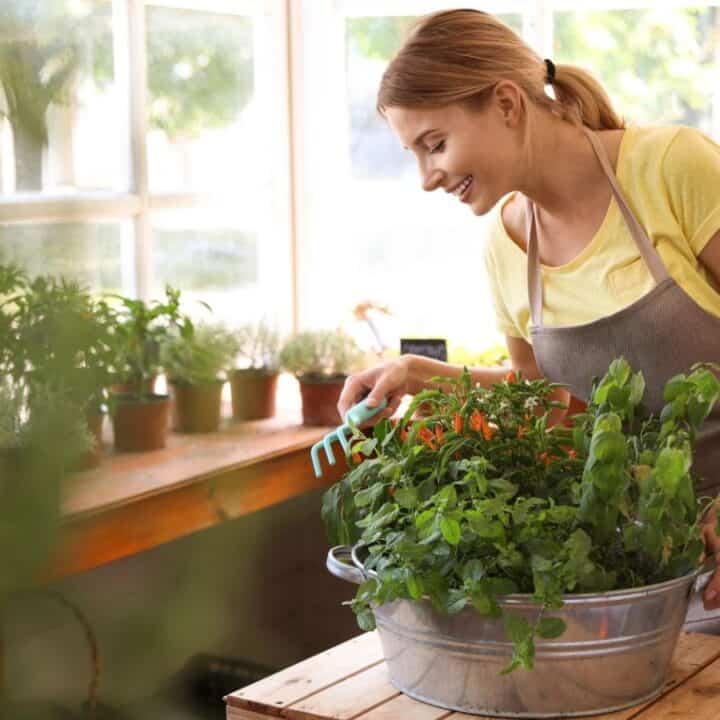 A woman in a yellow shirt and apron tends to a variety of plants in a metal tub indoors, surrounded by potted plants on a wooden table by large windows.