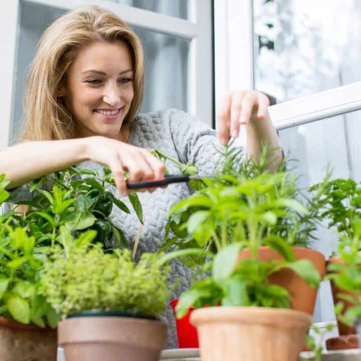 A woman trims herbs in pots on a window ledge.