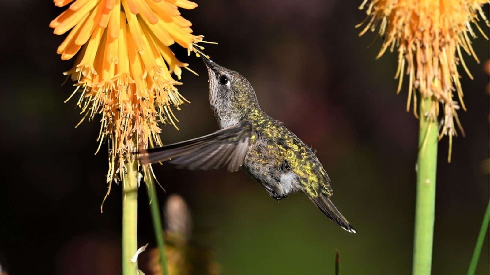 13 Beautiful Plants That Will Bring More Birds to Your Yard ...