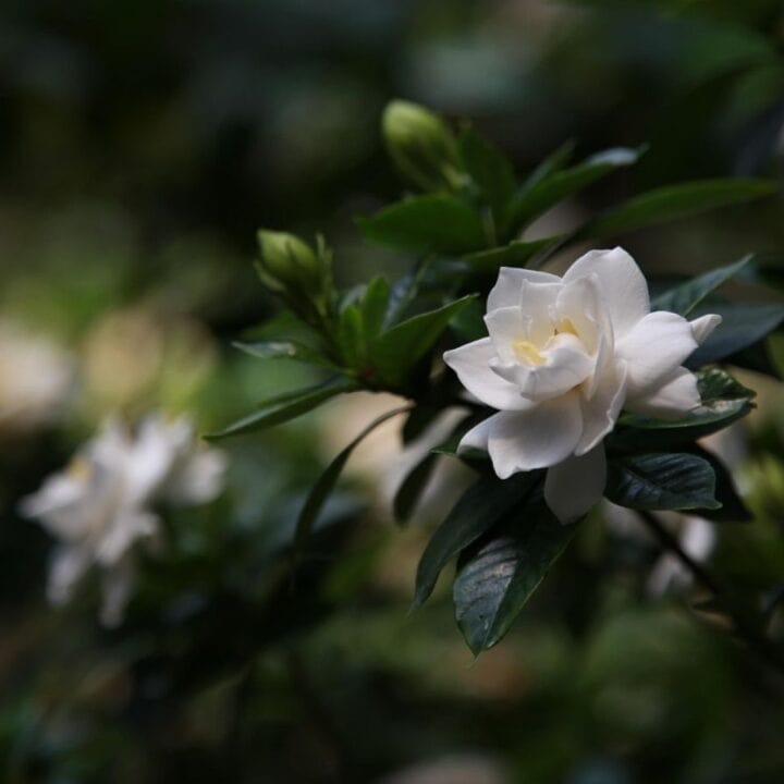 Close-up of a white gardenia flower with dark green leaves and blurred background.