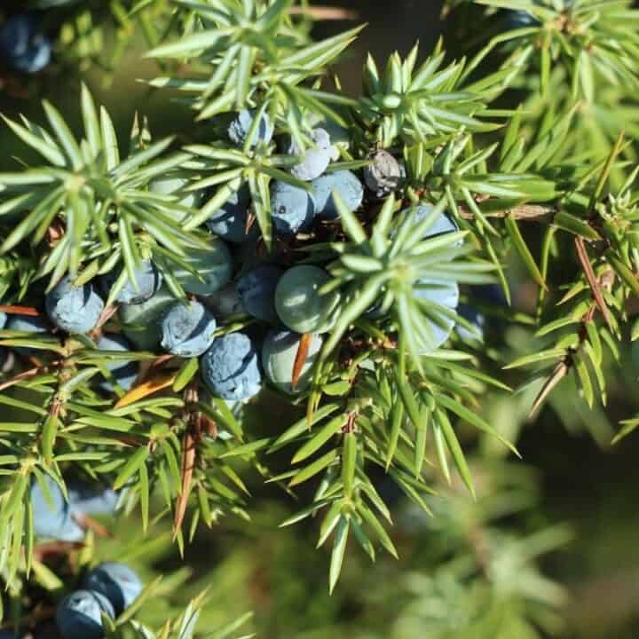 Close-up of a juniper branch with sharp green needles and clusters of blue berries.