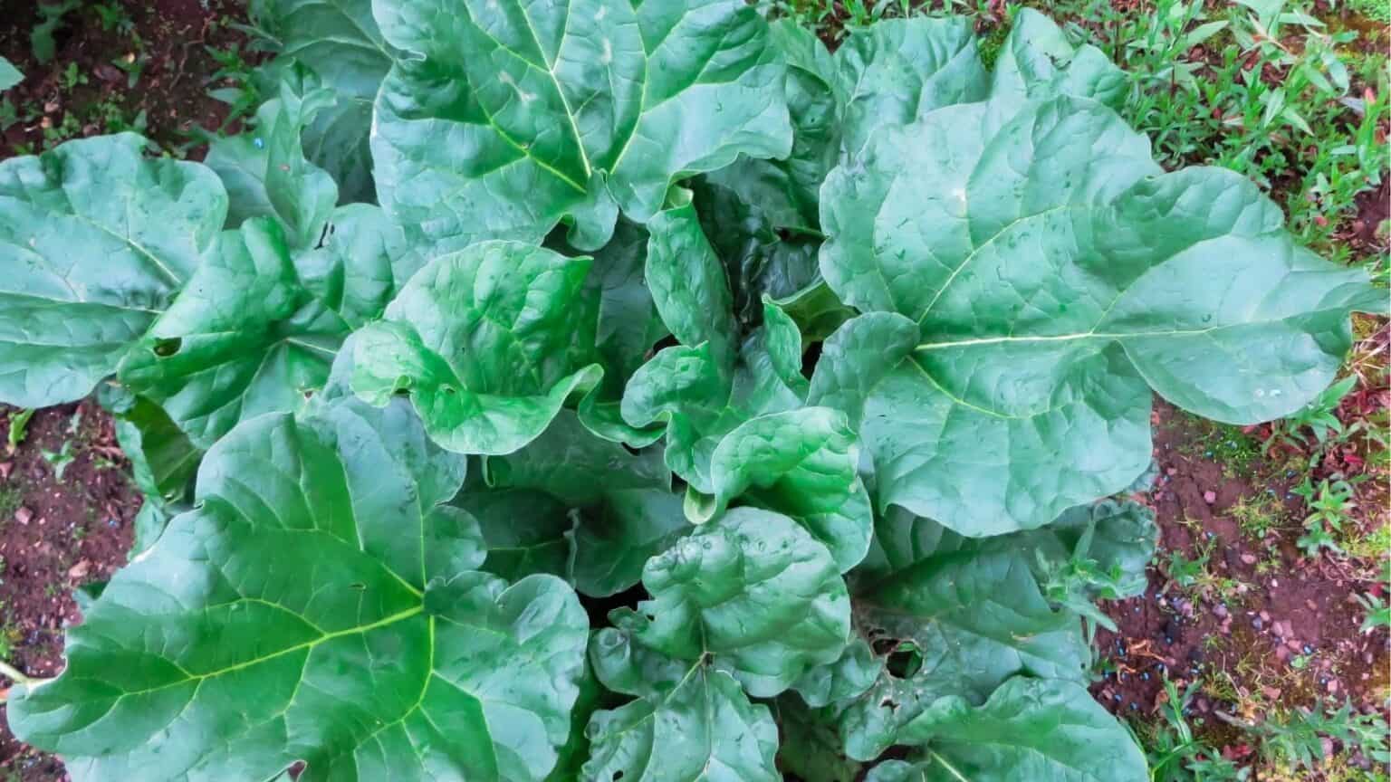 11 Unexpected Plants That Deserve a Spot in Your Garden • Schisandra ...
