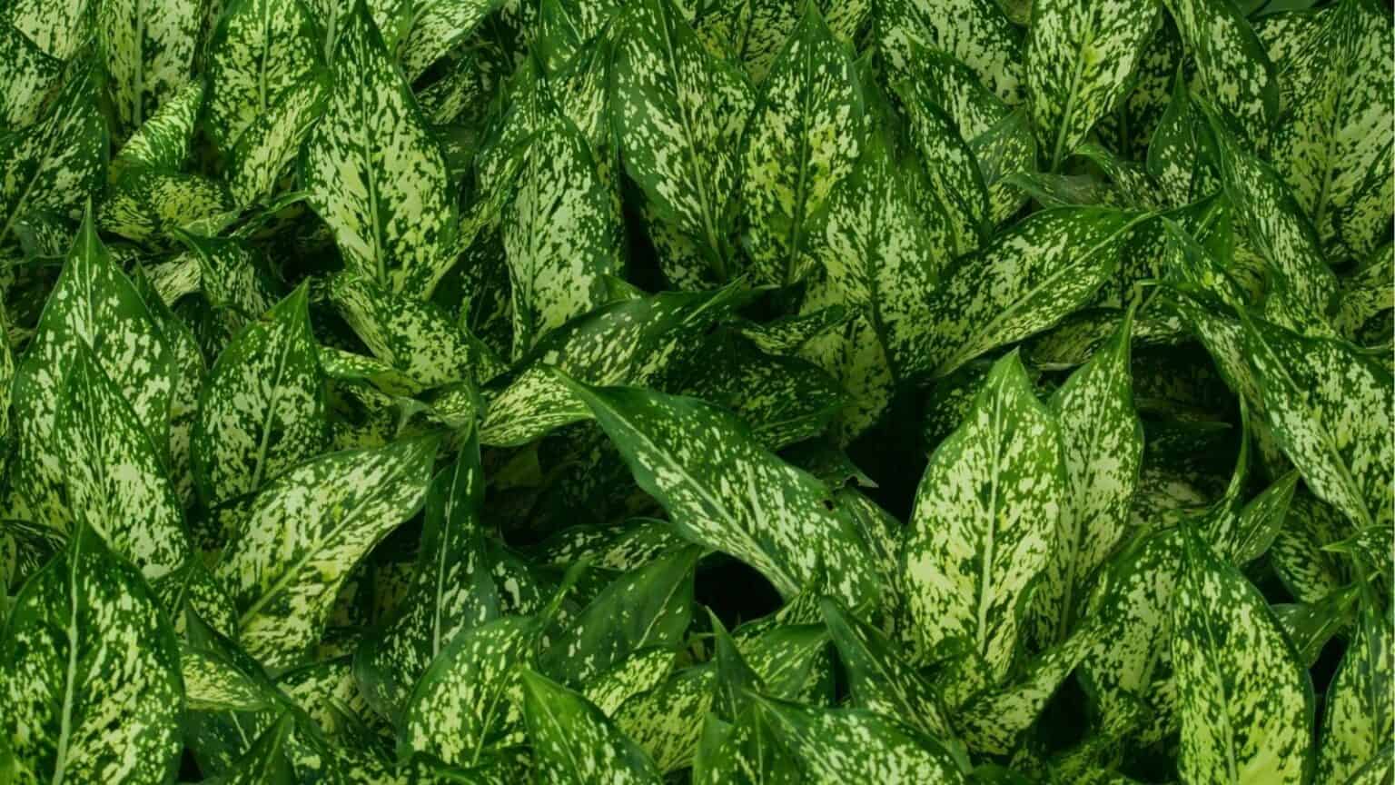15 Indoor Plants That Keep My Home Green All Winter • Schisandra & Bergamot