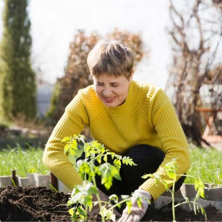 A person in a yellow sweater kneels in a garden bed, tending to young plants on a sunny day.