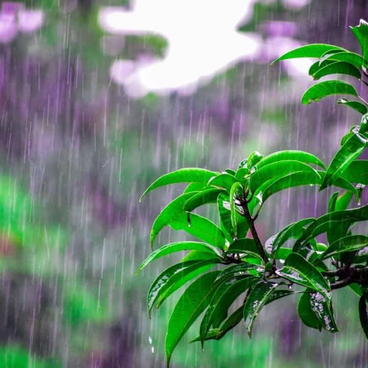 Green leaves of a plant with visible water droplets in heavy rainfall, with a blurred background of greenery.