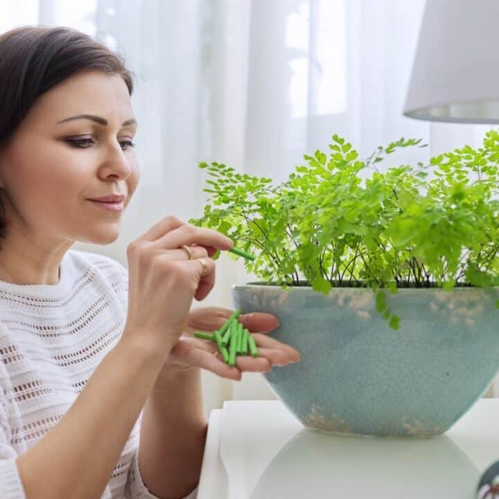 A woman in a white sweater tends to a green potted plant indoors, holding and inspecting leaves near a white lamp on a table.