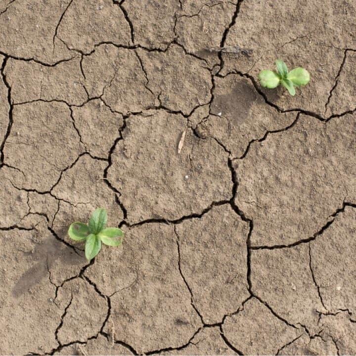 Two small green seedlings sprouting from dry, cracked soil.